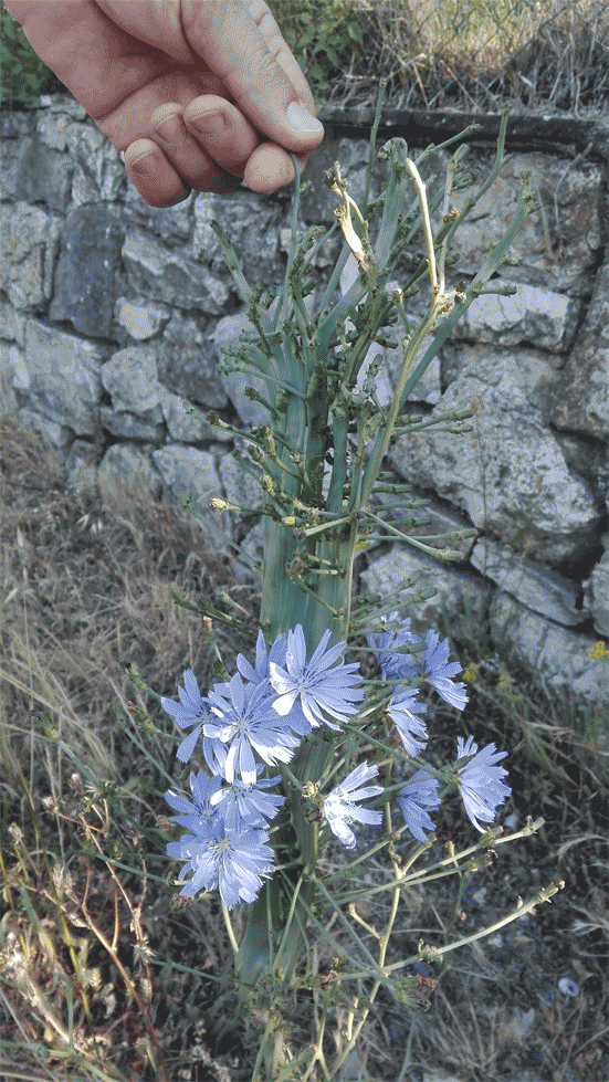 Cichorium intybus, fasciazione